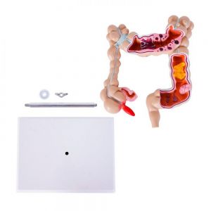 MODELO COLON personalizada